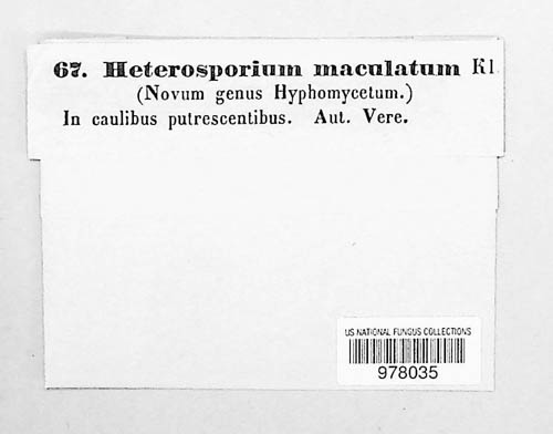 Heterosporium maculatum image